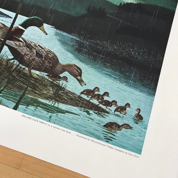 Mallard Duck Family Art Print Stan Galli for Weyerhaeuser Vintage Lake Scene - Picture 4 of 5